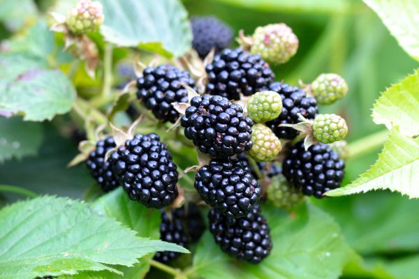 Blackberry Bush Removal in Vienna