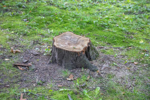 Bush Stump Removal in Vienna