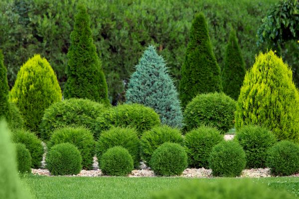 Bush Trimming Service in Vienna