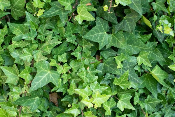 English Ivy Removal in Vienna