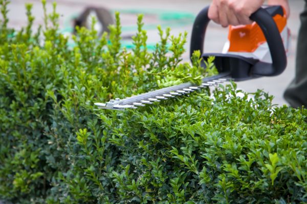 Hedge Pruning in Vienna