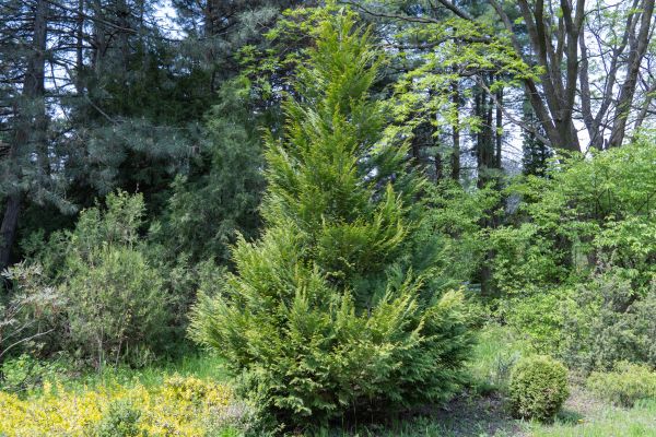 Juniper Pruning in Vienna