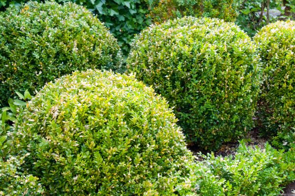 Landscape Trimming Service in Vienna