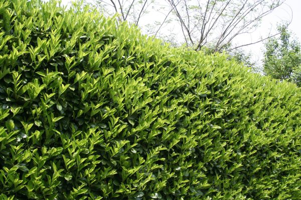 Laurel Removal in Vienna