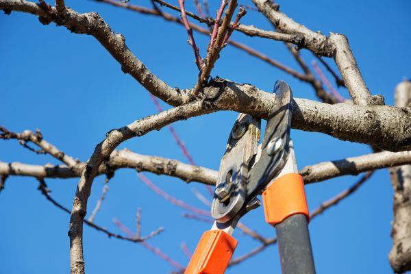 Pruning Service in Vienna