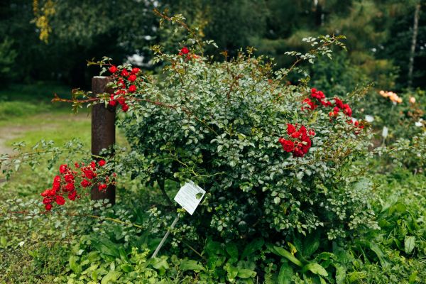 Rose Bush Removal in Vienna