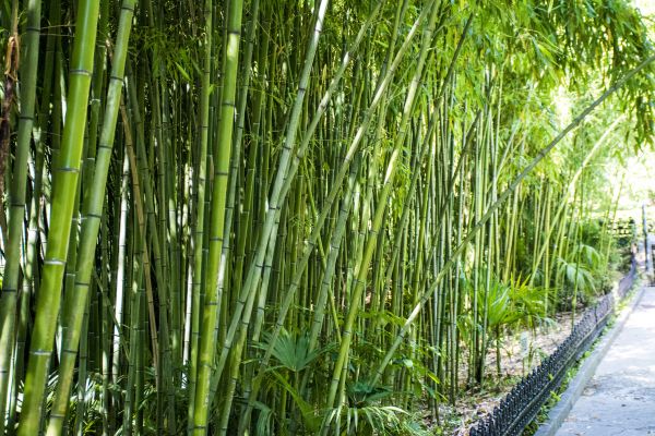 Bamboo Root Removal in Vienna