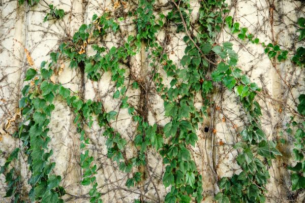 Vine Removal Service in Vienna