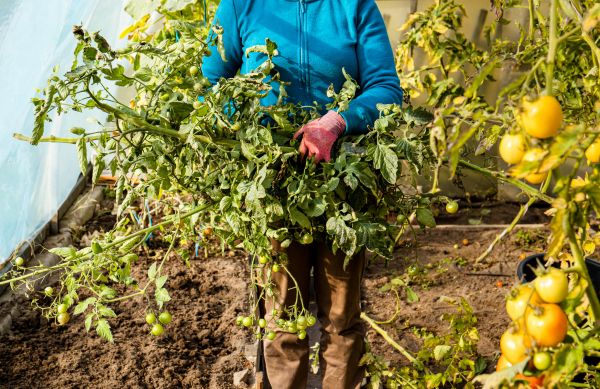 Garden Plant Removal in Vienna
