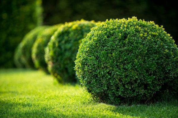 Bush Pruning in Vienna