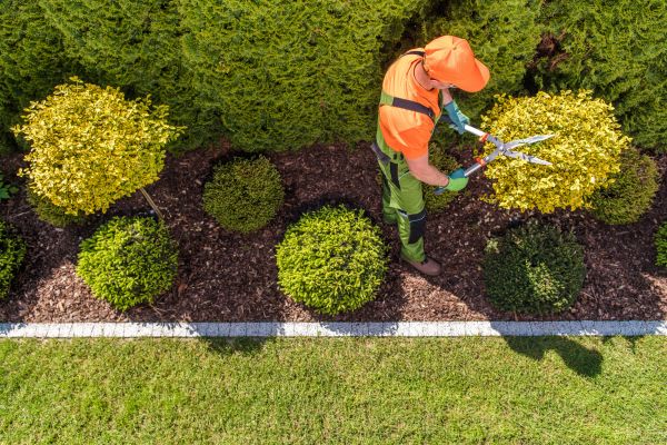 Topiary Trimming in Vienna
