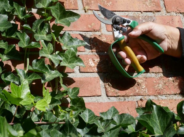 Ivy Removal Service in Vienna