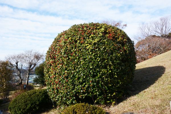 Holly Trimming in Vienna
