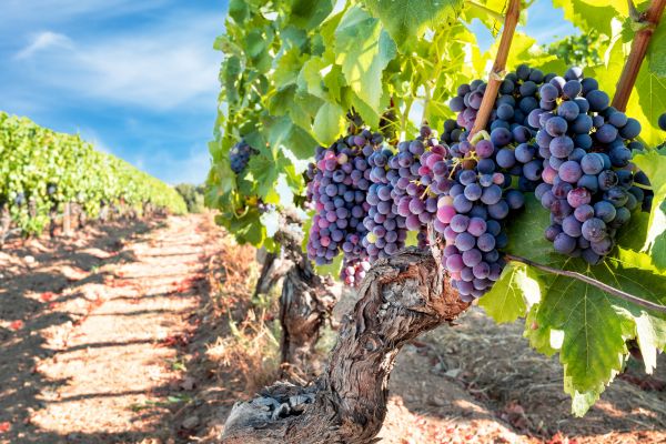 Grapevine Pruning in Vienna