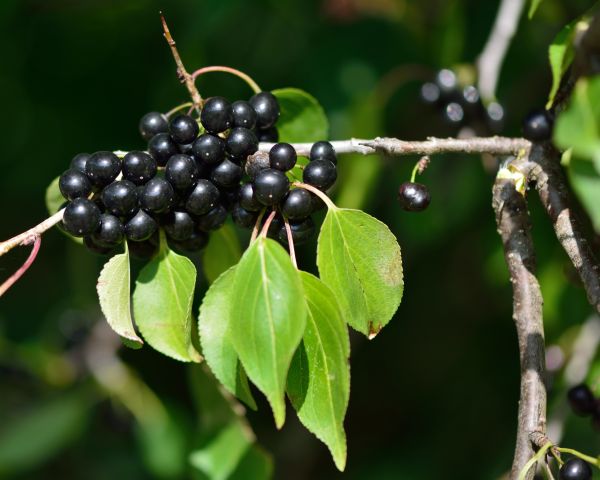 Buckthorn Removal in Vienna