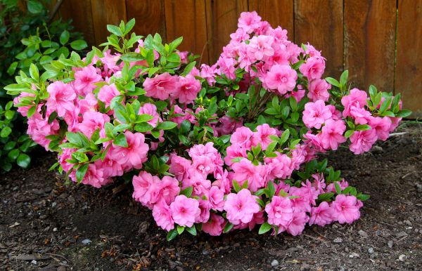 Azaleas Removal in Vienna