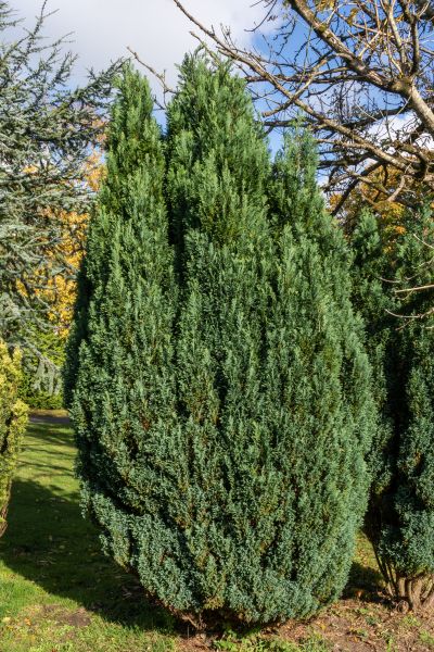 Juniper Trimming in Vienna