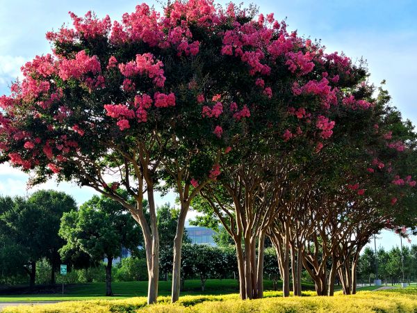 Crepe Myrtle Pruning in Vienna