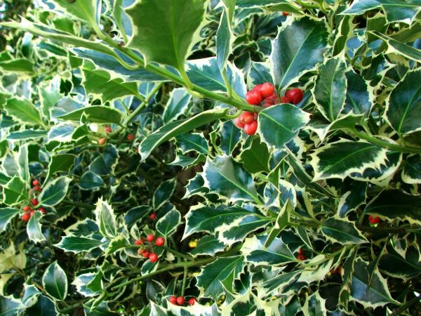 Holly Bushes Trimming in Vienna