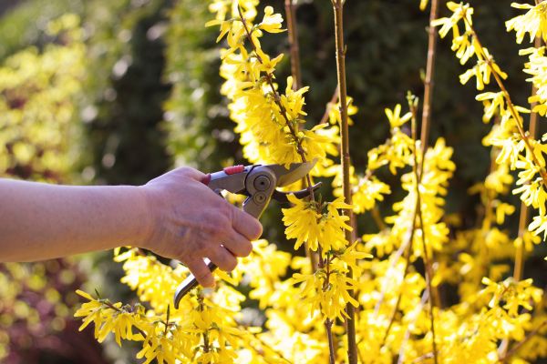 Forsythia Pruning in Vienna