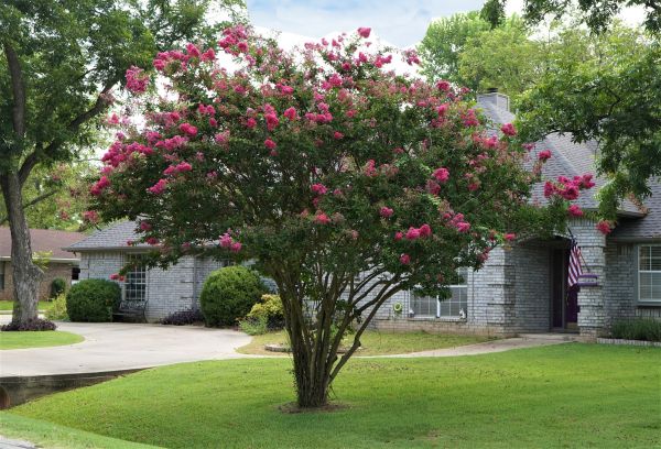 Crepe Myrtle Trimming in Vienna