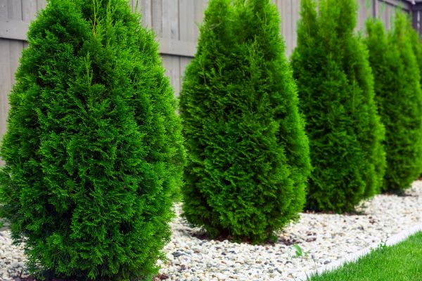 Arborvitae Removal in Vienna
