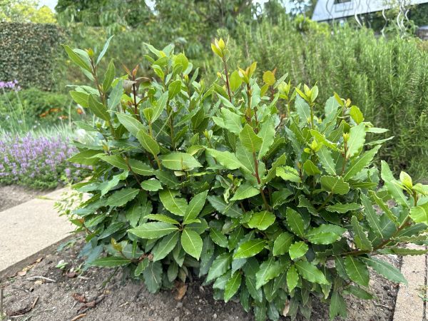 Laurel Hedge Removal in Vienna