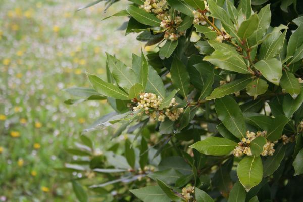 Laurel Trimming in Vienna