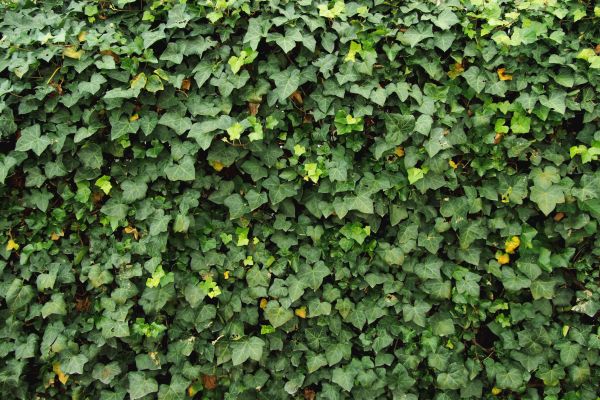 Ivy Pruning service in Vienna