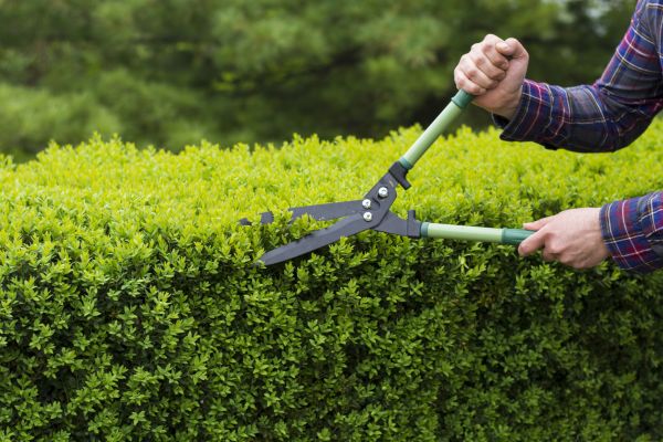 Evergreen Shrub Pruning in Vienna