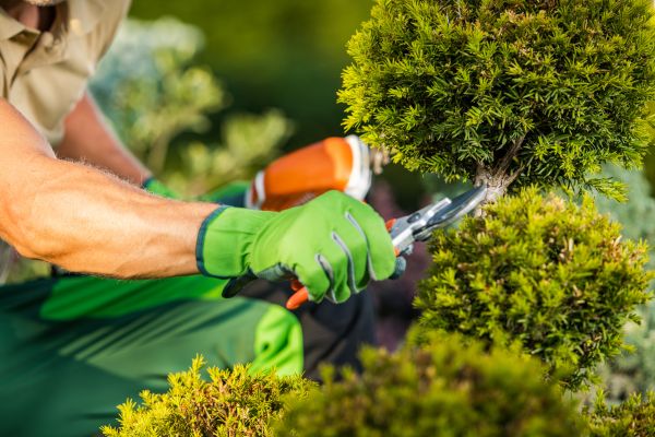 Landscape Pruning Service in Vienna
