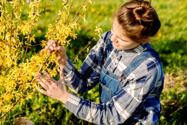 Forsythia Trimming in Vienna