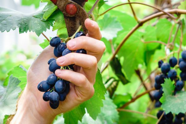 Vineyard Pruning in Vienna
