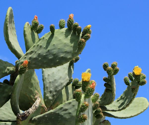 Cactus Removal in Vienna
