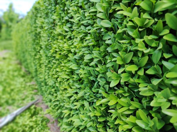 Boxwood Pruning in Vienna
