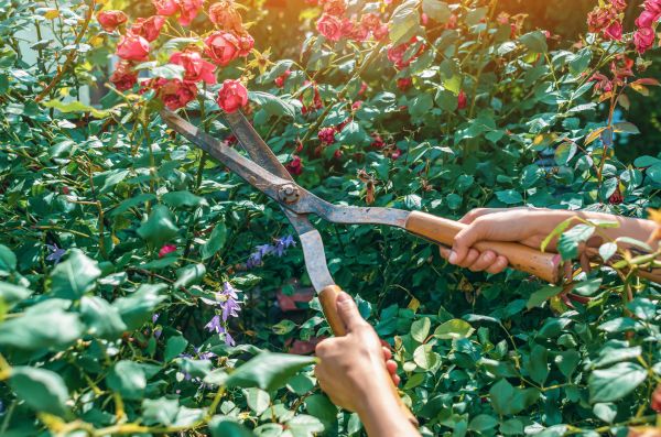 Knockout Roses Pruning in Vienna