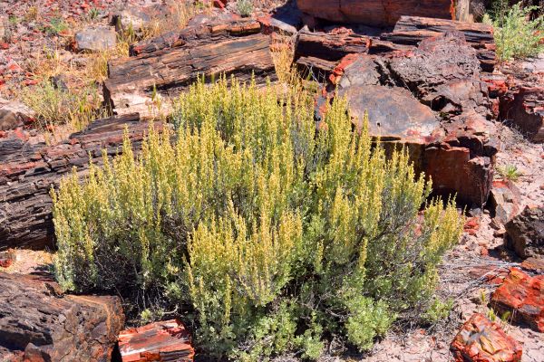Sagebrush Removal in Vienna