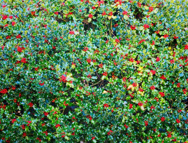 Holly Bush Removal in Vienna