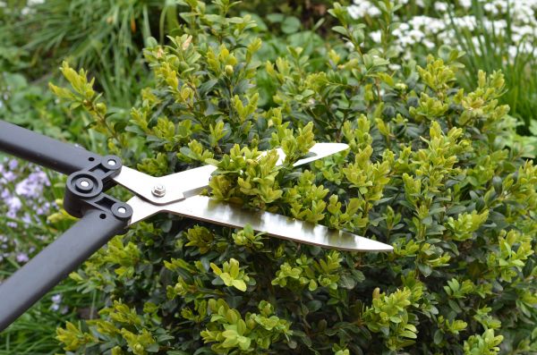 Boxwood Trimming in Vienna