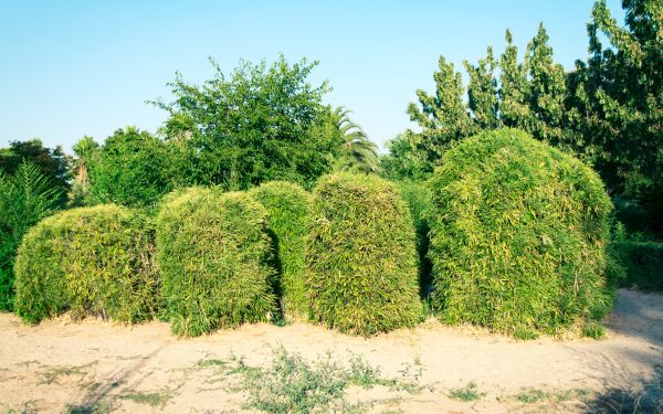 Bamboo Hedge Removal in Vienna