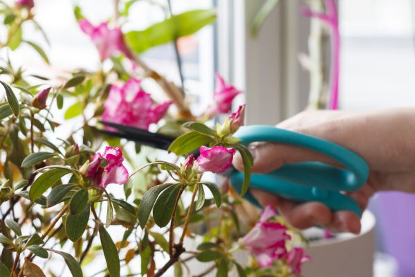 Azalea Pruning in Vienna