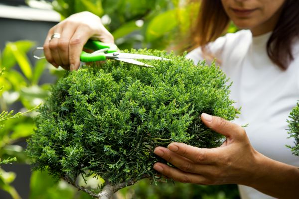 Juniper Shrub Pruning in Vienna