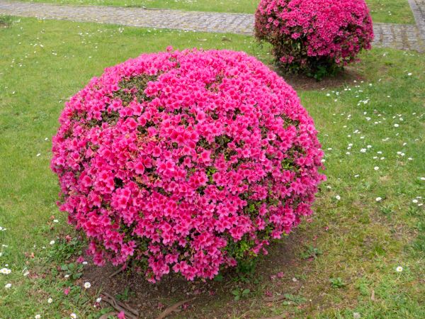 Rhododendron Pruning in Vienna