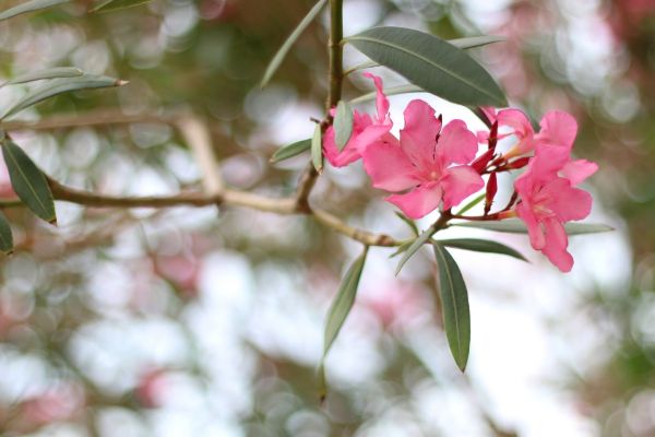 Oleander Removal in Vienna