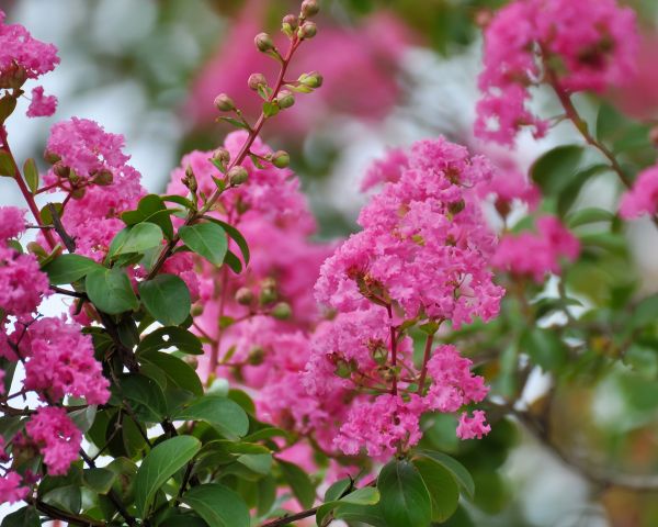 Crepe Myrtle Removal in Vienna