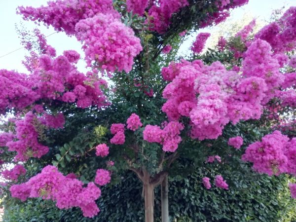 Crape Myrtle Pruning in Vienna
