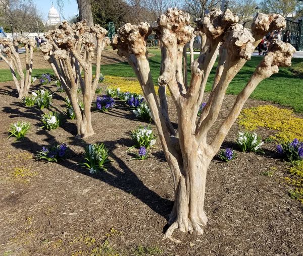 Myrtle Tree Removal in Vienna
