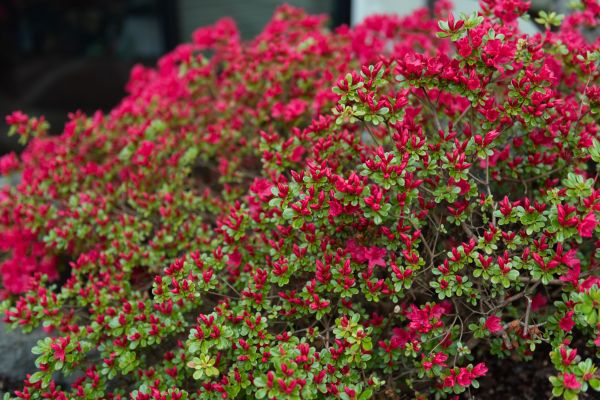 Weigela Removal Service in Vienna