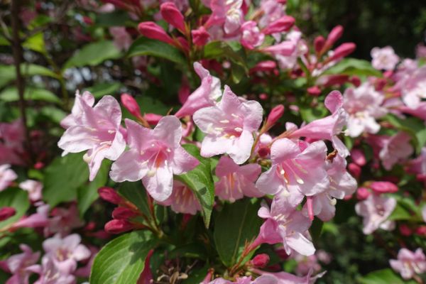 Weigela Pruning Service in Vienna