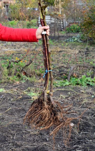 Shrub Root Removal in Vienna